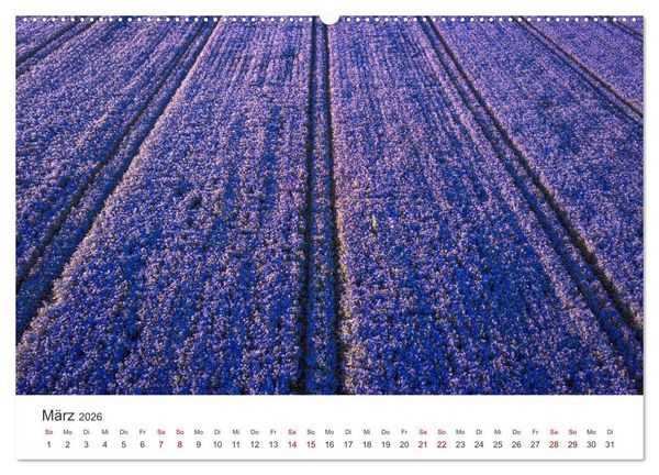 Produktbild: Lavendel - Die violette Wunderblume (hochwertiger Premium Wandkalender 2026 DIN A2 quer), Kunstdruck in Hochglanz