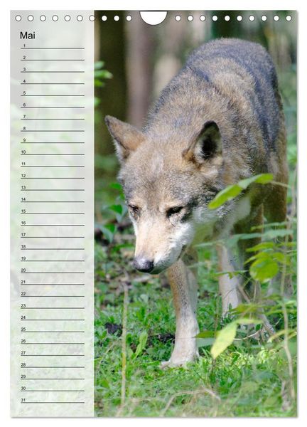 Produktbild: Der Wolf - Isegrim in den heimischen W&auml;ldern - Kalender 2026 (Wandkalender 2026 DIN A4 hoch), CALVENDO Monatskalender