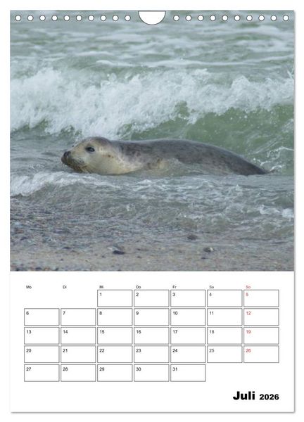 Produktbild: Liebenswerte Robben (Wandkalender 2026 DIN A4 hoch), CALVENDO Monatskalender