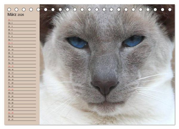 Produktbild: Siamkatzen - Kleiner Frechdachs mit Familie (Tischkalender 2026 DIN A5 quer), CALVENDO Monatskalender