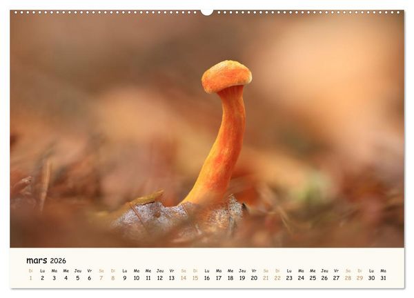 Produktbild: Champignons magiques (Calendrier mural 2026 DIN A2 vertical), CALVENDO calendrier mensuel