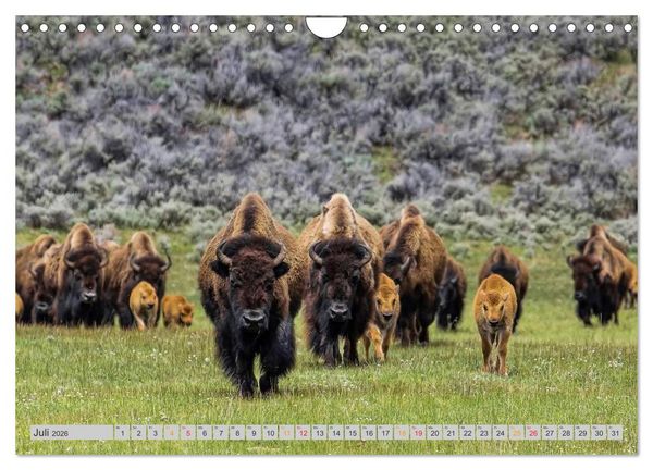 Produktbild: Bison und Wisent - Riesen mit unb&auml;ndiger Kraft (Wandkalender 2026 DIN A4 quer), CALVENDO Monatskalender