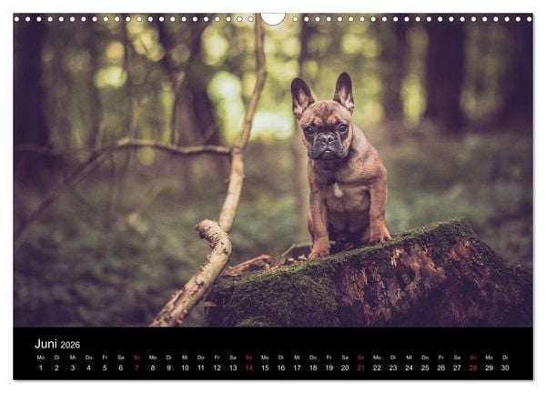 Produktbild: French Bulldog aktiv, verspielt, sportlich (Wandkalender 2026 DIN A3 quer), CALVENDO Monatskalender