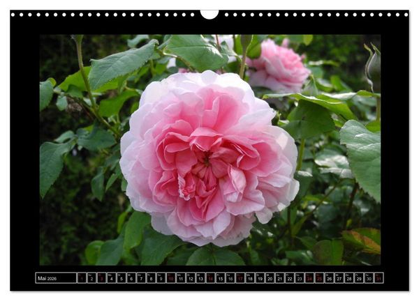 Produktbild: Im Duft der Rosen (Wandkalender 2026 DIN A3 quer), CALVENDO Monatskalender