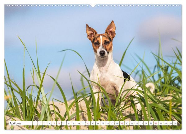 Produktbild: Jack Russell - Klein, aber oho! (Wandkalender 2026 DIN A2 quer), CALVENDO Monatskalender