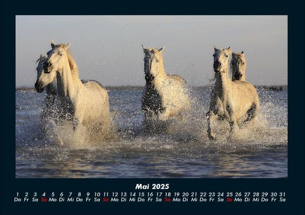 Produktbild: Pferdegefl&uuml;ster 2025 Fotokalender DIN A4