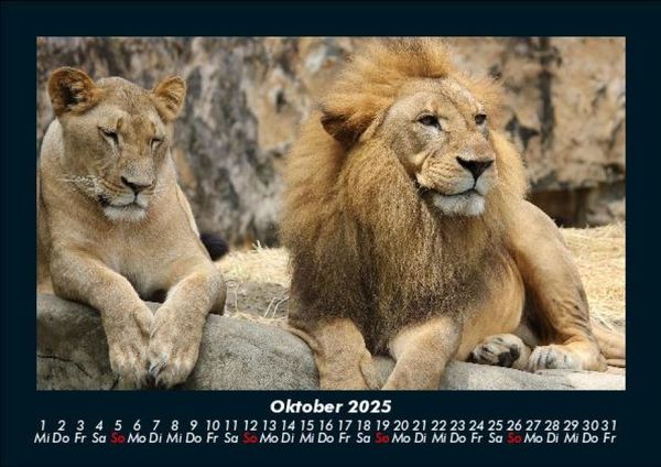 Produktbild: L&ouml;wen in der Wildnis 2025 Fotokalender DIN A5