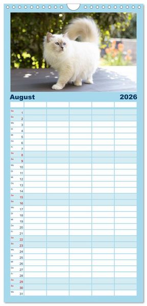 Produktbild: Familienplaner 2026 - Heilige Birma Katzen Kalender mit 5 Spalten (Wandkalender, 21 x 45 cm) CALVENDO
