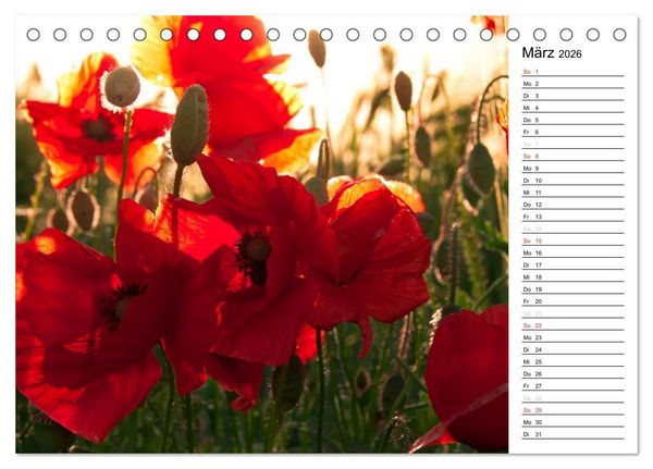 Produktbild: Ein Traum von Mohn (Tischkalender 2026 DIN A5 quer), CALVENDO Monatskalender
