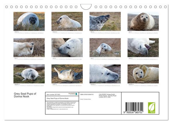 Produktbild: Grey Seal Pups of Donna Nook (Wall Calendar 2026 DIN A4 landscape), CALVENDO 12 Month Wall Calendar
