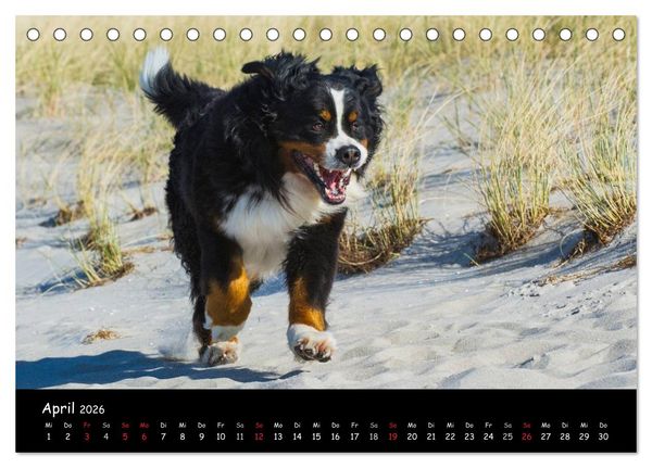 Produktbild: Berner Sennenhund 2026 (Tischkalender 2026 DIN A5 quer), CALVENDO Monatskalender
