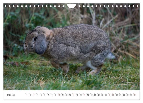Produktbild: Kaninchen - knuddelige Hausgenossen (Wandkalender 2026 DIN A4 quer), CALVENDO Monatskalender