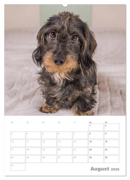 Produktbild: Dackelportraits (Wandkalender 2026 DIN A2 hoch), CALVENDO Monatskalender