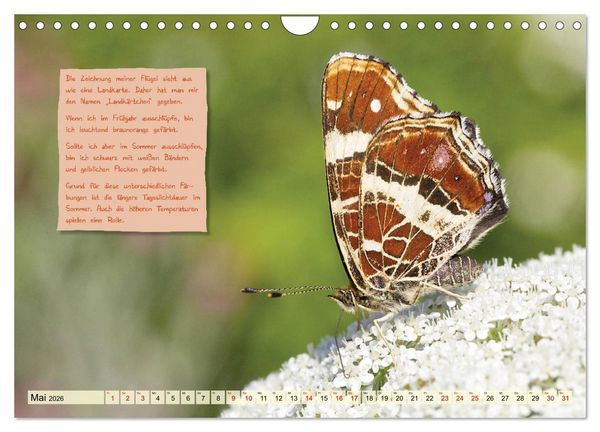 Produktbild: GEOclick Lernkalender: Steckbriefe einheimischer Schmetterlinge (Wandkalender 2026 DIN A4 quer), CALVENDO Monatskalender