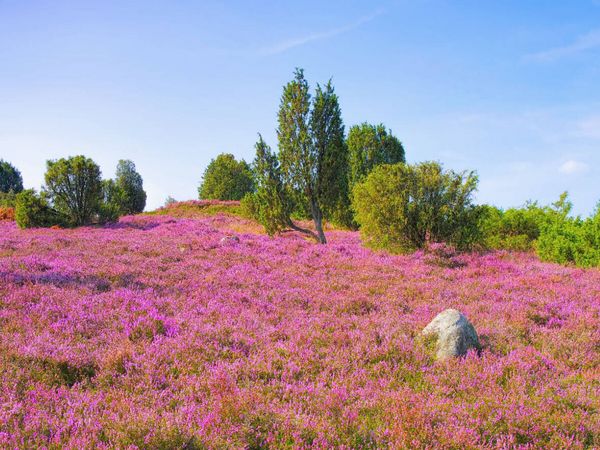 Produktbild: CALVENDO Puzzle L&uuml;neburger Heide | 1000 Teile Lege-Gr&ouml;&szlig;e 64x48cm Foto-Puzzle f&uuml;r gl&uuml;ckliche Stunden