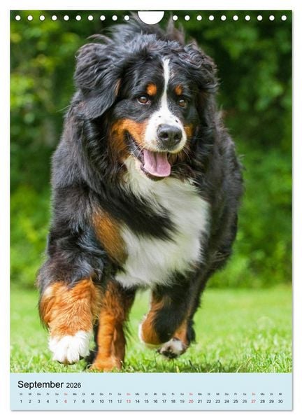 Produktbild: Berner Sennenhund - stark , sch&ouml;n und liebenswert (Wandkalender 2026 DIN A4 hoch), CALVENDO Monatskalender