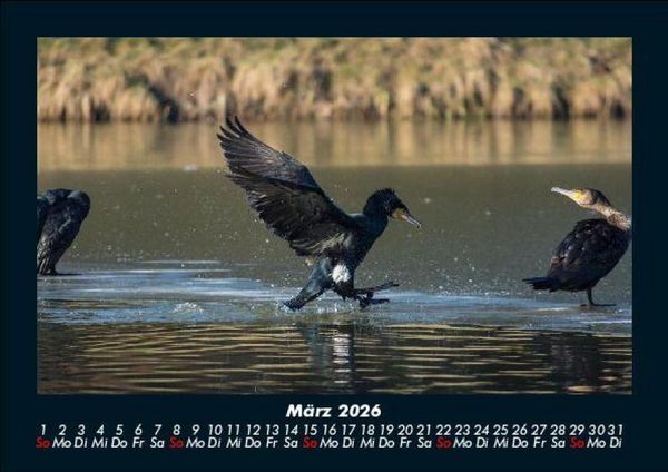 Produktbild: V&ouml;gel 2026 Fotokalender DIN A5