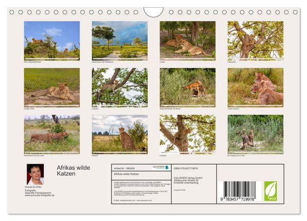 Produktbild: Afrikas wilde Katzen (Wandkalender 2026 DIN A4 quer), CALVENDO Monatskalender