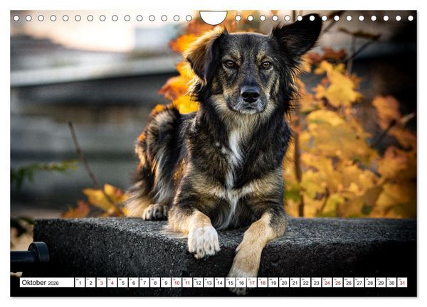 Produktbild: Ein Hundejahr in Bildern (Wandkalender 2026 DIN A4 quer), CALVENDO Monatskalender
