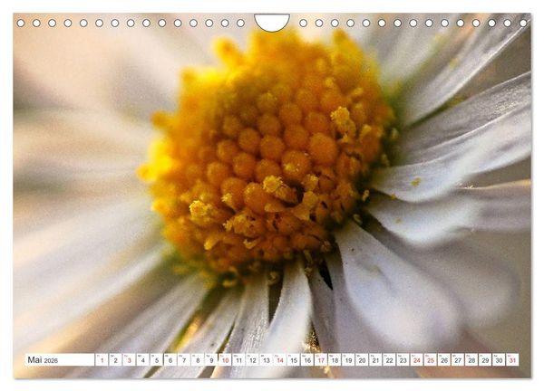 Produktbild: G&auml;nsebl&uuml;mchen Poesie (Wandkalender 2026 DIN A4 quer), CALVENDO Monatskalender