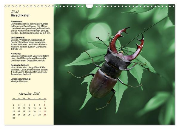 Produktbild: Insekt des Jahres (Wandkalender 2026 DIN A3 quer), CALVENDO Monatskalender