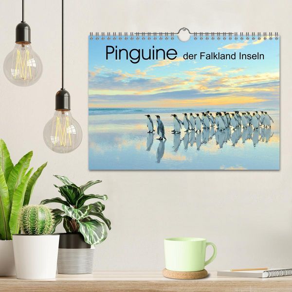 Produktbild: Pinguine der Falkland Inseln (Wandkalender 2026 DIN A4 quer), CALVENDO Monatskalender