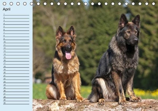 Produktbild: Der Schäferhunde-Geburtstagskalender (Tischkalender immerwährend DIN A5 quer)