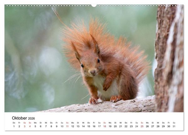 Produktbild: Eichh&ouml;rnchen - Kleine Kobolde im Roten Pelz (hochwertiger Premium Wandkalender 2026 DIN A2 quer), Kunstdruck in Hochglanz