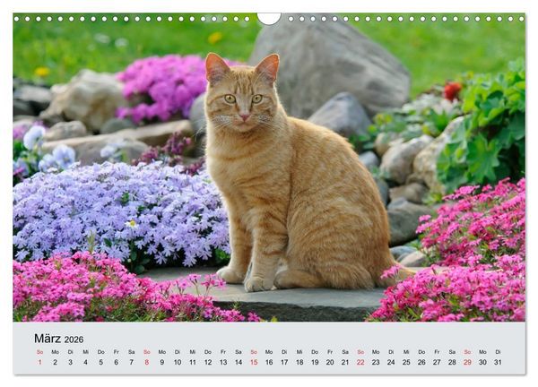 Produktbild: Katzen im Garten (Wandkalender 2026 DIN A3 quer), CALVENDO Monatskalender
