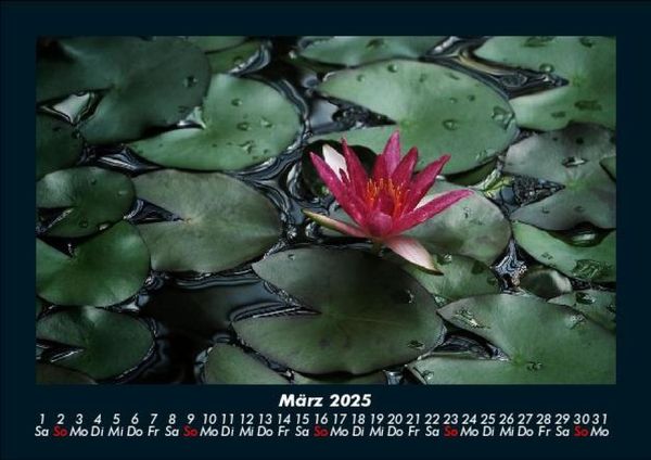 Produktbild: Rosen-Kalender 2025 Fotokalender DIN A5