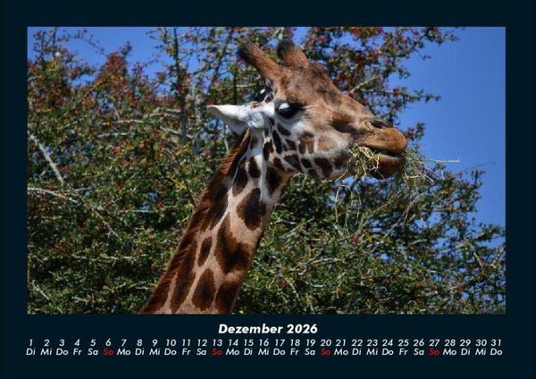 Produktbild: Giraffen 2026 Fotokalender DIN A4