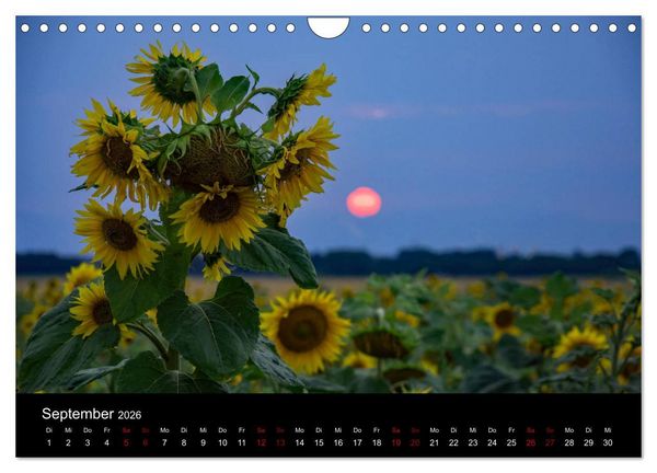 Produktbild: Blumen der Sonne (Wandkalender 2026 DIN A4 quer), CALVENDO Monatskalender