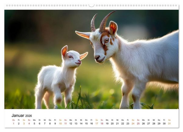 Produktbild: Ziegen - Bocksprung durch das Jahr (Wandkalender 2026 DIN A2 quer), CALVENDO Monatskalender