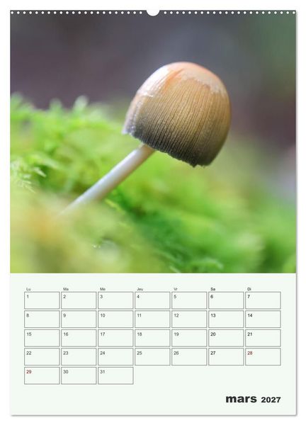 Produktbild: Champignons magiques - Beaut&eacute;s &eacute;ph&eacute;m&egrave;res (Calendrier mural 2027 DIN A2 horizontal), CALVENDO calendrier mensuel