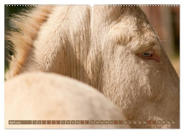 Produktbild: Wei&szlig;e Esel - M&auml;rchenhafte Langohren (hochwertiger Premium Wandkalender 2026 DIN A2 quer), Kunstdruck in Hochglanz