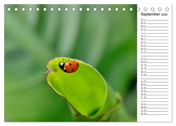 Produktbild: Marienk&auml;fer 2026 (Tischkalender 2026 DIN A5 quer), CALVENDO Monatskalender
