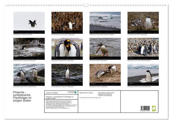 Produktbild: Pinguine - sympathische Fracktr&auml;ger im eisigen S&uuml;den (Wandkalender 2026 DIN A2 quer), CALVENDO Monatskalender