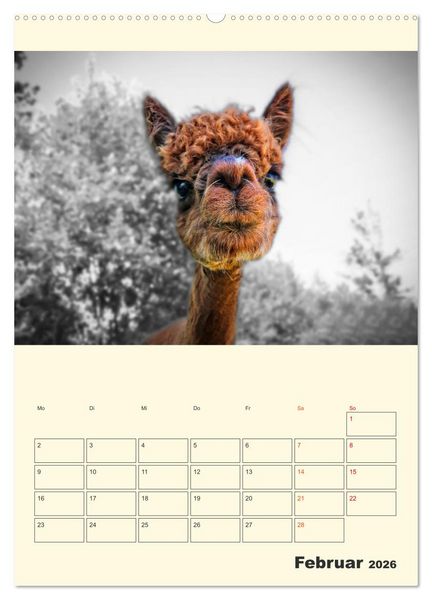 Produktbild: Putzige Alpakas (hochwertiger Premium Wandkalender 2026 DIN A2 hoch), Kunstdruck in Hochglanz