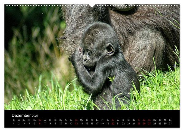 Produktbild: Gorillas - Die sanften Wilden (hochwertiger Premium Wandkalender 2026 DIN A2 quer), Kunstdruck in Hochglanz