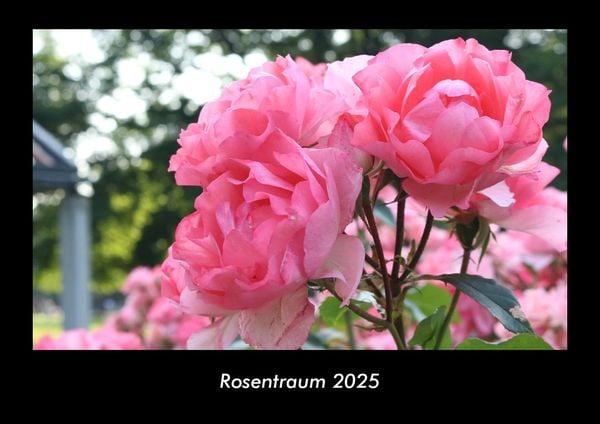Rosentraum 2025 Fotokalender DIN A3