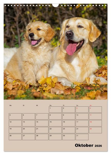 Produktbild: Jahresplaner Golden Retriever Welpen (Wandkalender 2026 DIN A3 hoch), CALVENDO Monatskalender