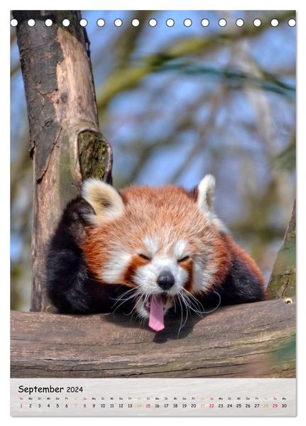 Roter Panda (Tischkalender 2024 DIN A5 hoch), CALVENDO
