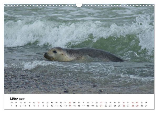 Produktbild: Das Leben der Robben (Wandkalender 2027 DIN A3 quer), CALVENDO Monatskalender
