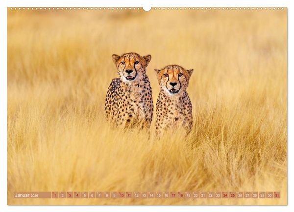 Produktbild: Afrikas Tierwelt - Geparde (Wandkalender 2026 DIN A2 quer), CALVENDO Monatskalender