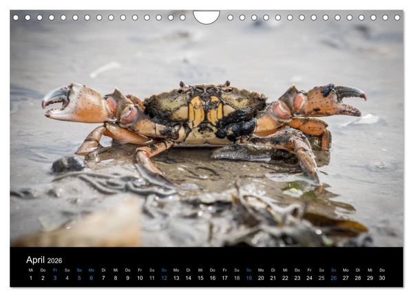 Produktbild: Gr&uuml;&szlig;e aus Texel (Wandkalender 2026 DIN A4 quer), CALVENDO Monatskalender
