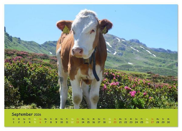 Produktbild: K&uuml;he - Sch&ouml;nheiten der Alpen (hochwertiger Premium Wandkalender 2026 DIN A2 quer), Kunstdruck in Hochglanz