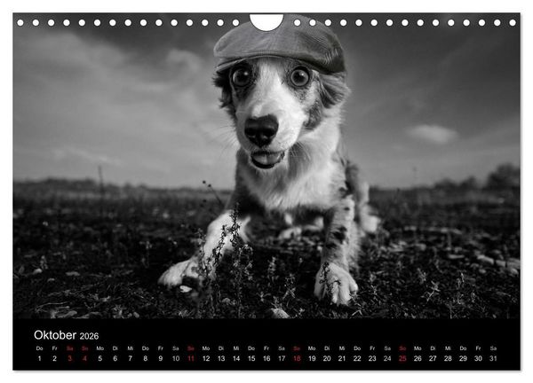 Produktbild: H&uuml;tehunde (Wandkalender 2026 DIN A4 quer), CALVENDO Monatskalender