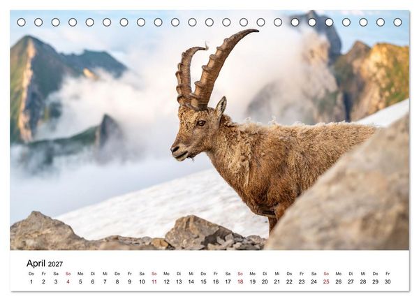 Produktbild: Steinb&ouml;cke - Eindr&uuml;ckliche K&ouml;nige der Alpen (Tischkalender 2027 DIN A5 quer), CALVENDO Monatskalender