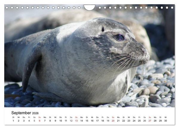 Produktbild: Das Leben der Robben (Wandkalender 2026 DIN A4 quer), CALVENDO Monatskalender