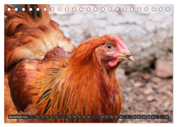 Produktbild: H&uuml;hner im eigenen Garten (Tischkalender 2026 DIN A5 quer), CALVENDO Monatskalender